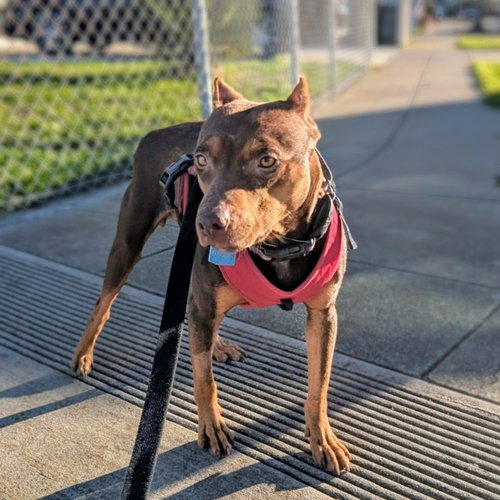 WINNIE - American Pit Bull Terrier available for adoption