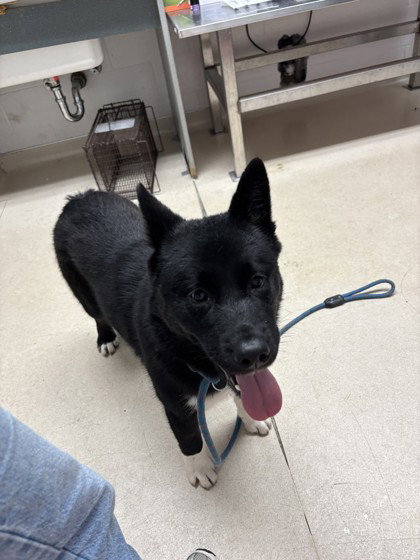 BELLOTA - Akita available for adoption