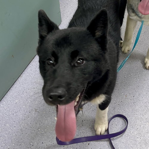 BELLOTA - Akita available for adoption