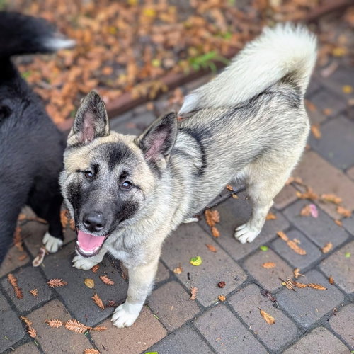 BROOKE - Akita available for adoption