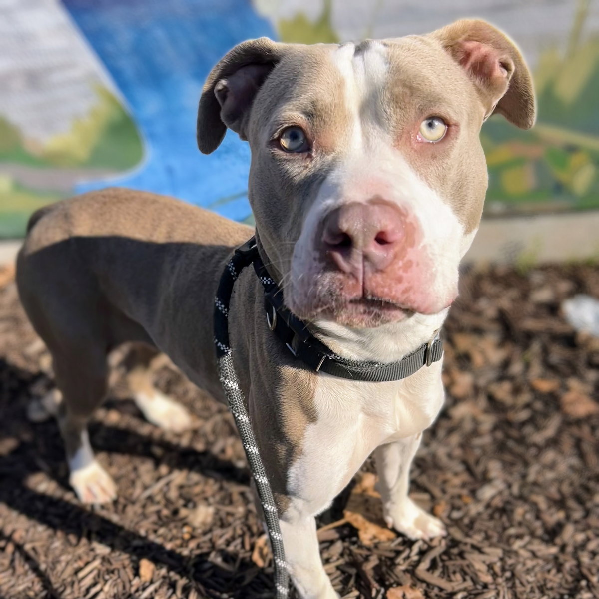 Cassie Image