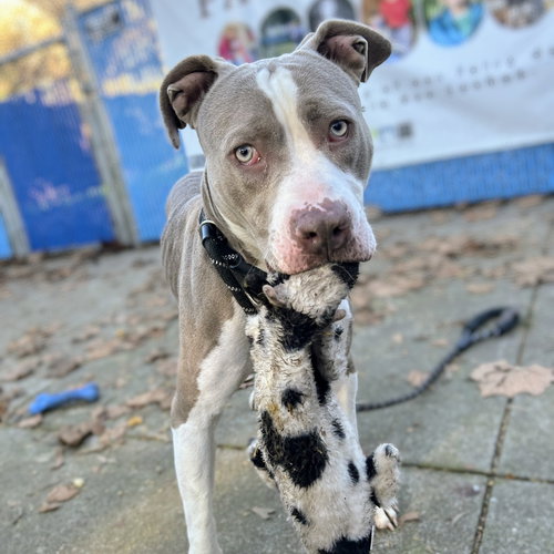 CASSIE - American Pit Bull Terrier available for adoption
