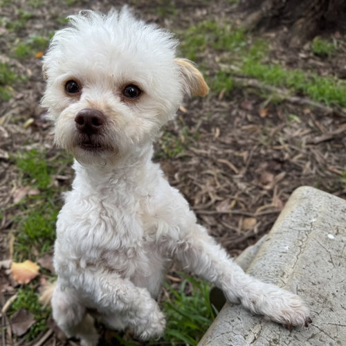 picture of the dog needing adoption
