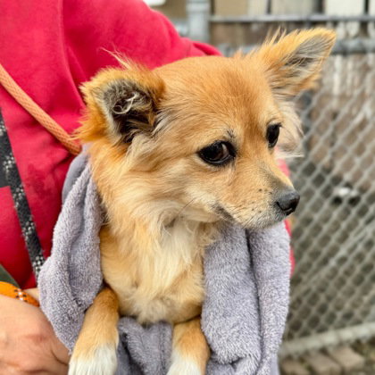 MILENA - Terrier available for adoption