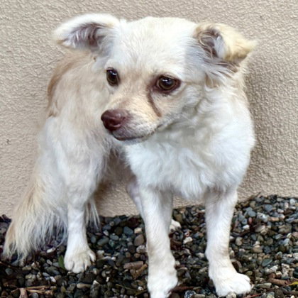 MARIS - Terrier available for adoption