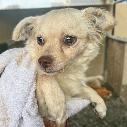 MARIS - Terrier available for adoption