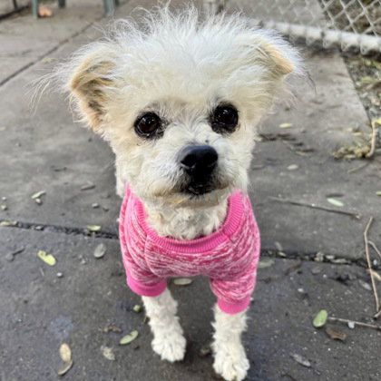 DARYA - Terrier available for adoption