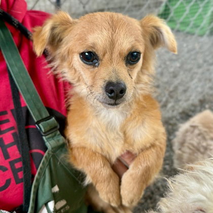 KYLIE - Terrier available for adoption
