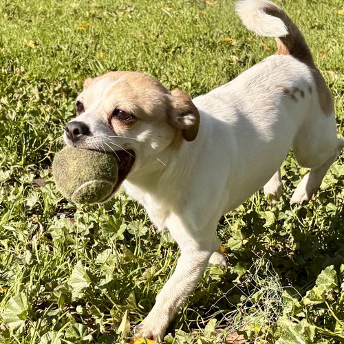 RANDOLPH - Chihuahua available for adoption