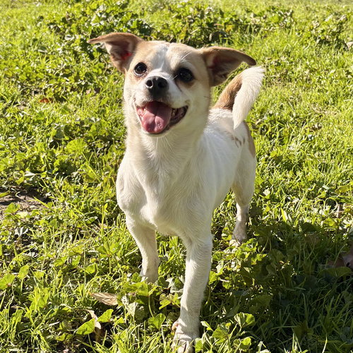 RANDOLPH - Chihuahua available for adoption