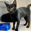 Molasses - Photo 1