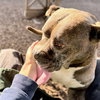 Phineas - Photo 4