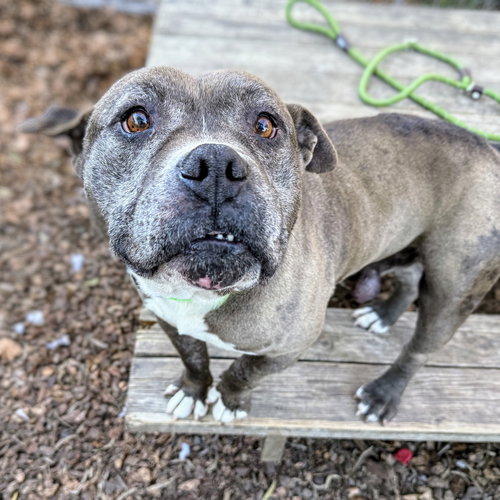 PHINEAS - American Pit Bull Terrier available for adoption