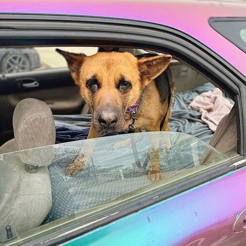 EVANGELINE - German Shepherd Dog available for adoption