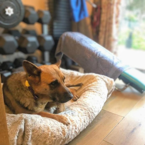 EVANGELINE - German Shepherd Dog available for adoption