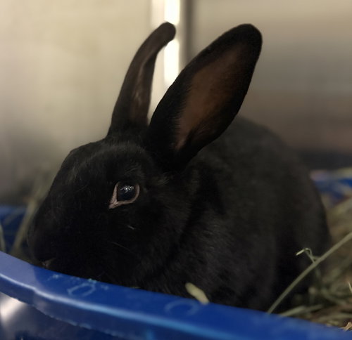 HOUDINI - American available for adoption