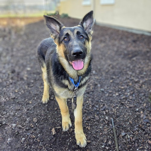 picture of the dog needing adoption