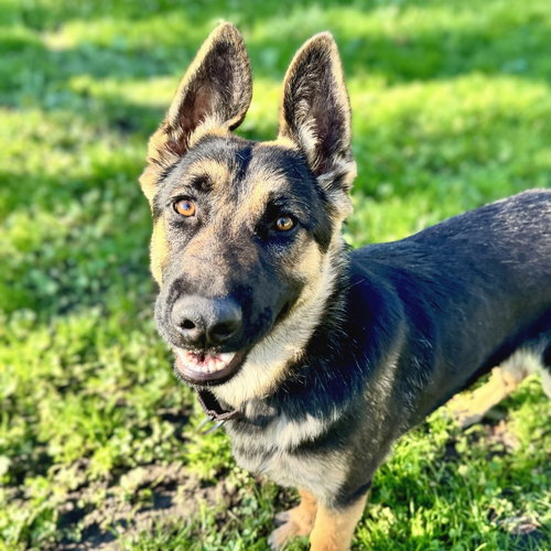 CALISTOGA - German Shepherd Dog available for adoption