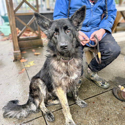 CHANEL - Shepherd available for adoption