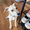 Brewster - Photo 3
