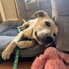 Brewster - Photo 6
