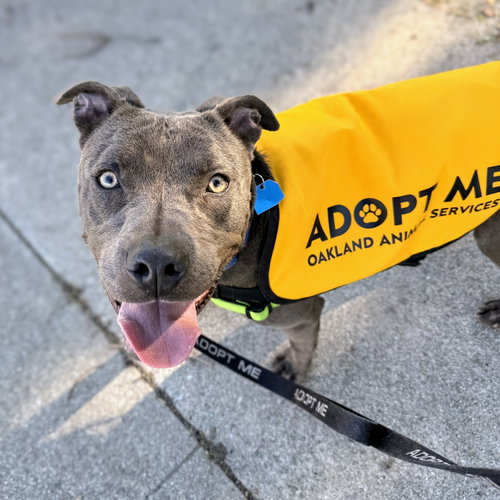 CHAMPION - American Pit Bull Terrier available for adoption