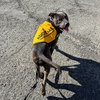 Champion - Photo 4