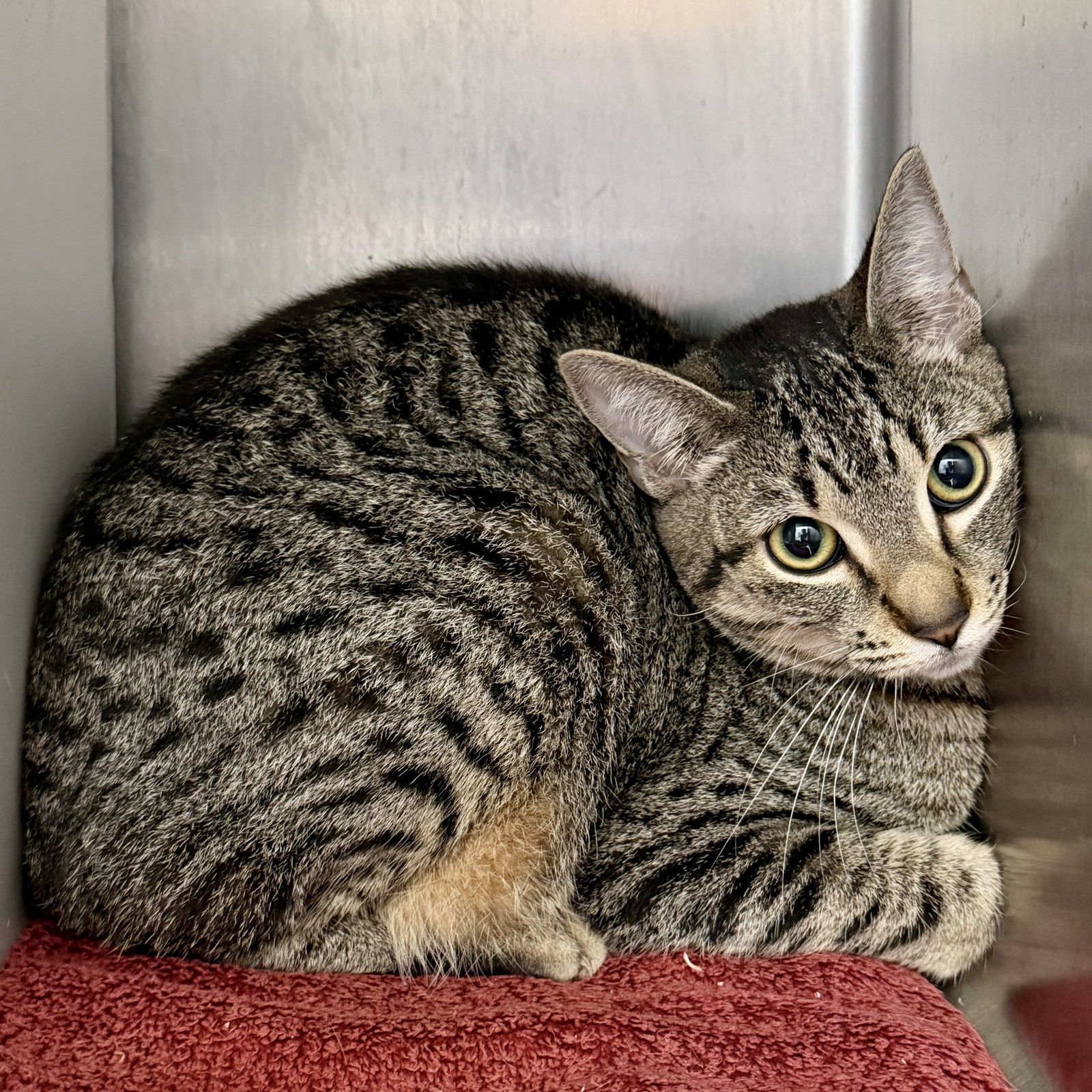 Mara (bonded w/Meera) Image