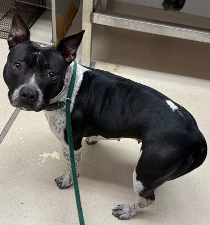 COSY - Pit Bull Terrier available for adoption
