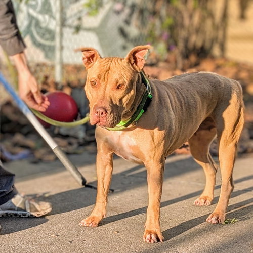 MUSUBI - Pit Bull Terrier available for adoption