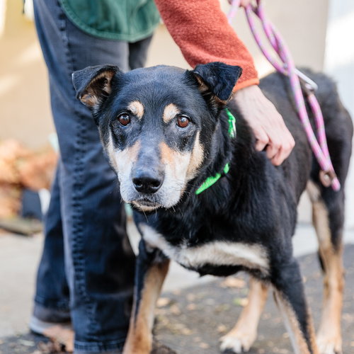 picture of the dog needing adoption