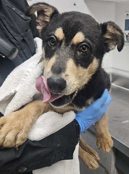 picture of the dog needing adoption