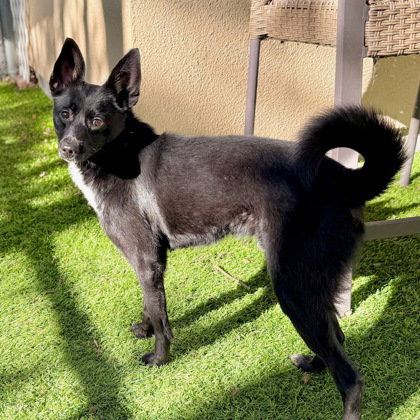 NIGHTHAWK - Schipperke available for adoption