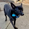 Nighthawk - Photo 5