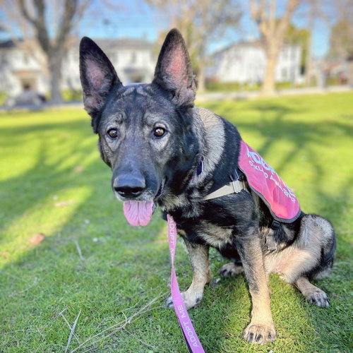 picture of the dog needing adoption