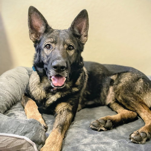 picture of the dog needing adoption