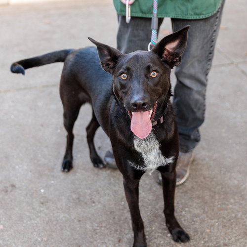 picture of the dog needing adoption