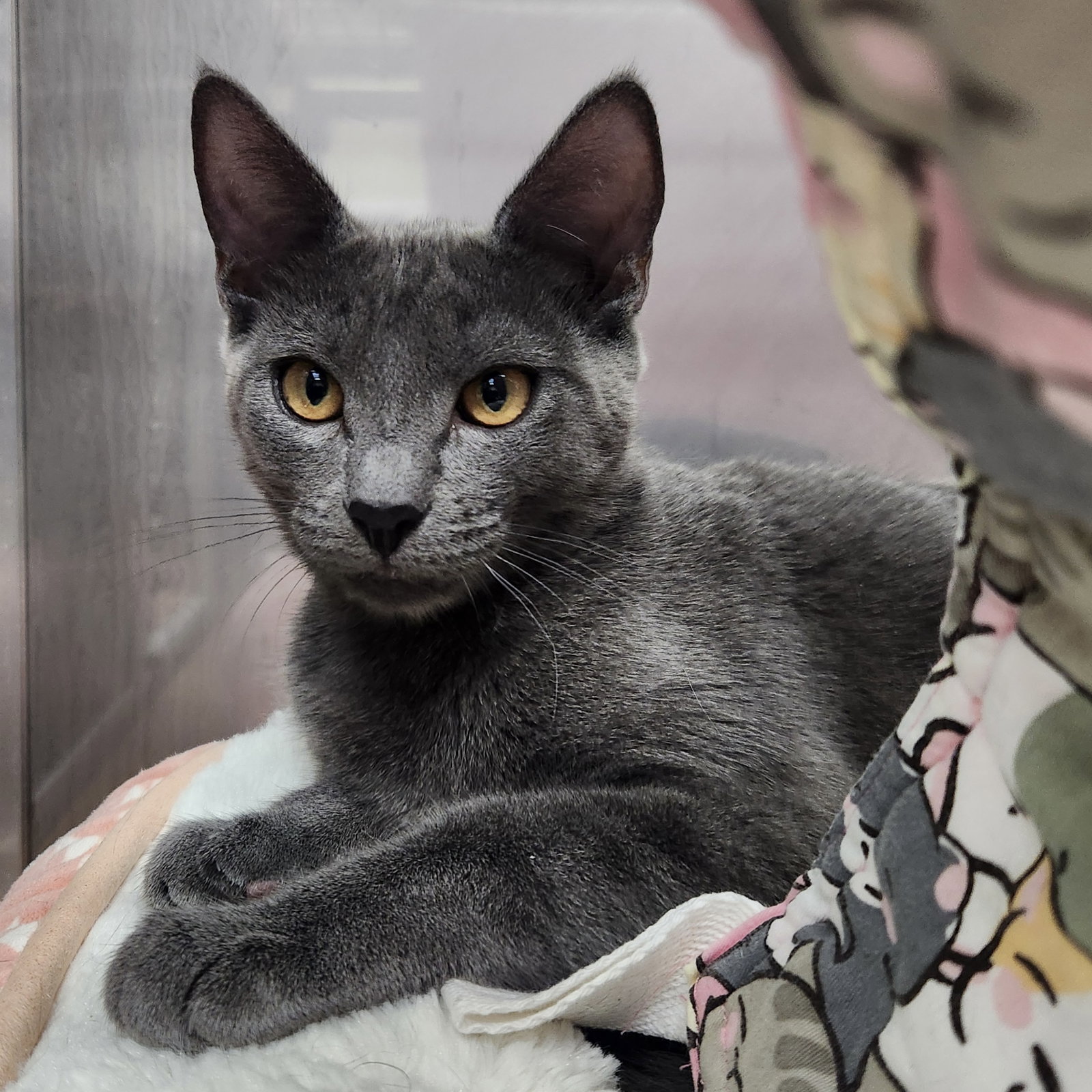 Amberly (bonded w/ Lunelle) Image