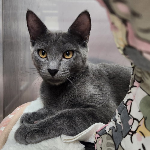 picture of the cat needing adoption