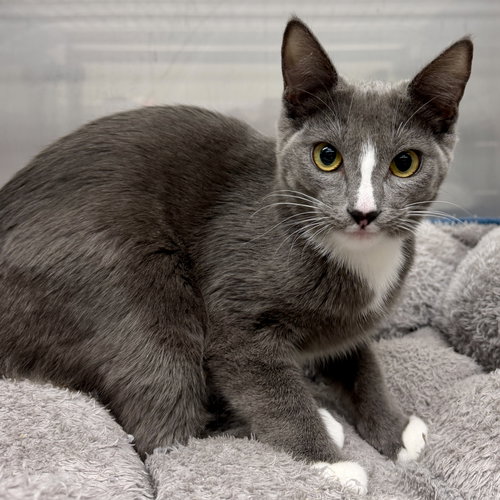 picture of the cat needing adoption