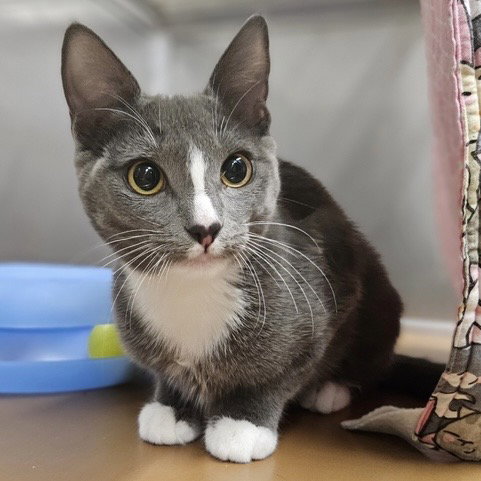 Lunelle (bonded w/ Amberly) Image