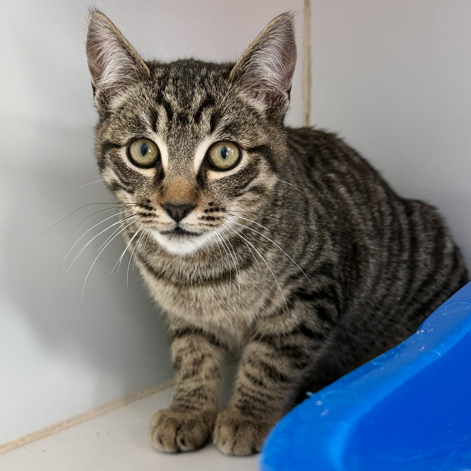 Dakota (bonded w/Elle) Image