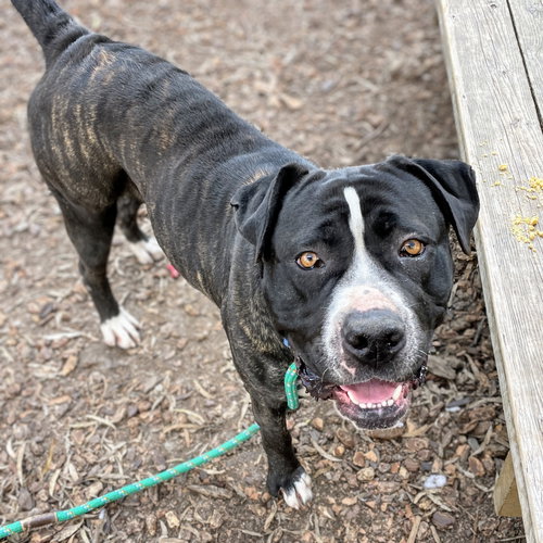 picture of the dog needing adoption