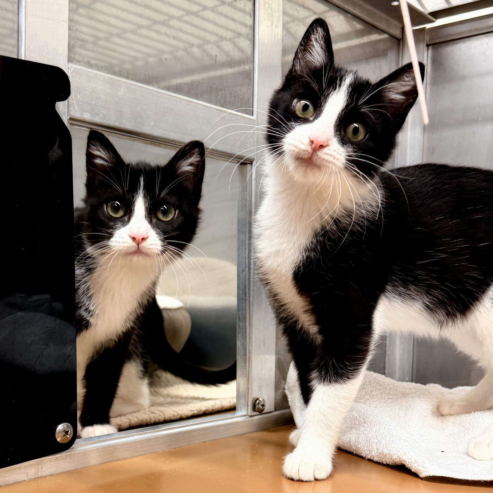 Sid (bonded w/Nancy) Image