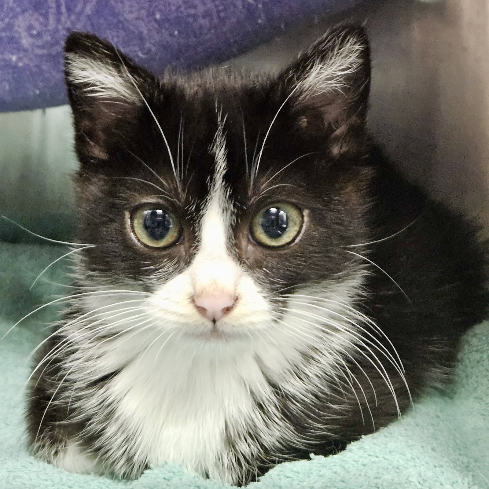 Nancy (bonded w/Sid) Image