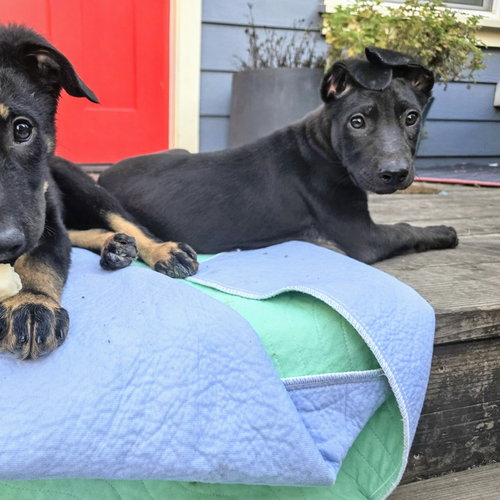 ZELDA - German Shepherd Dog available for adoption