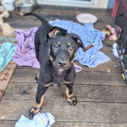 SCOTT - German Shepherd Dog available for adoption