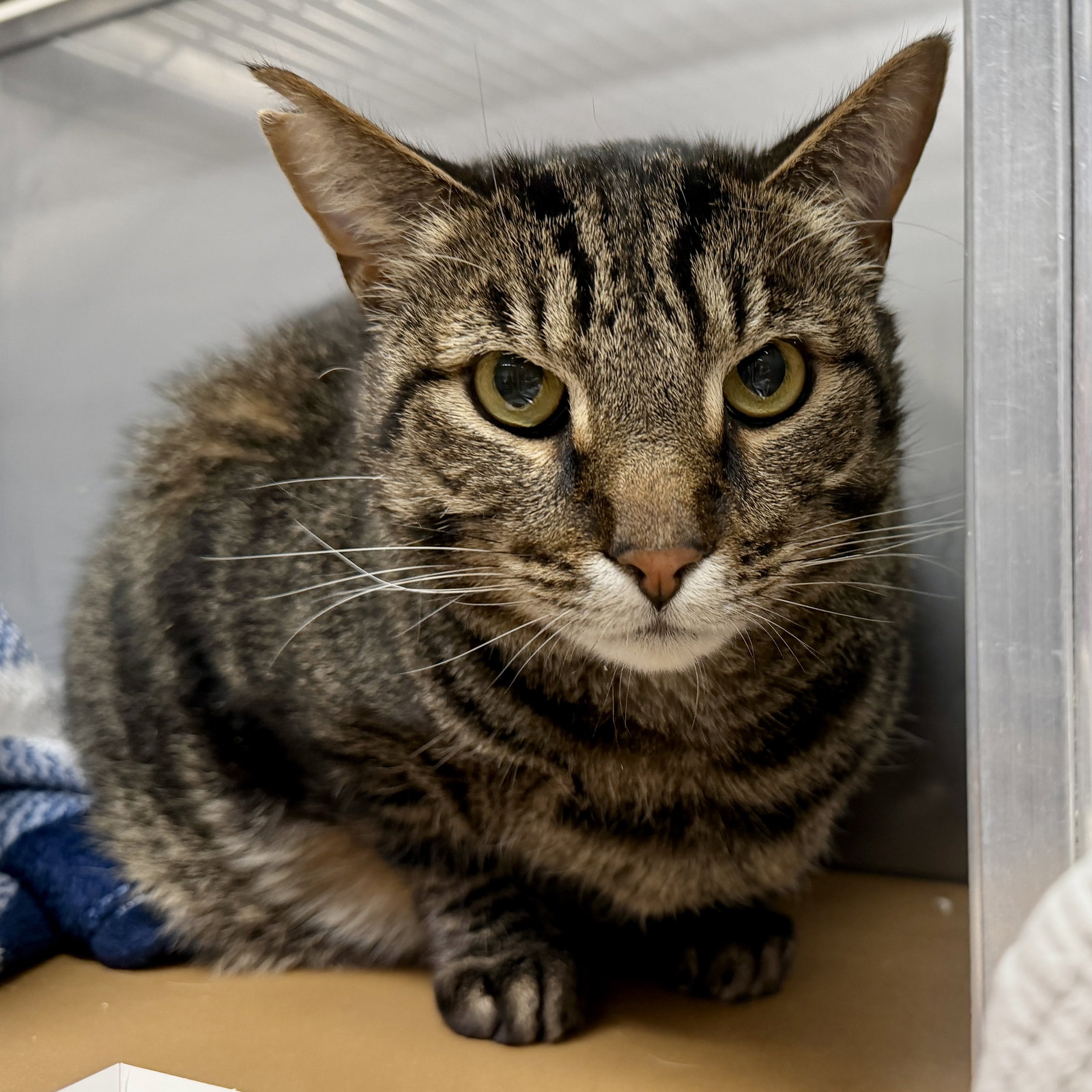 Tabby (bonded w/Bache) Image