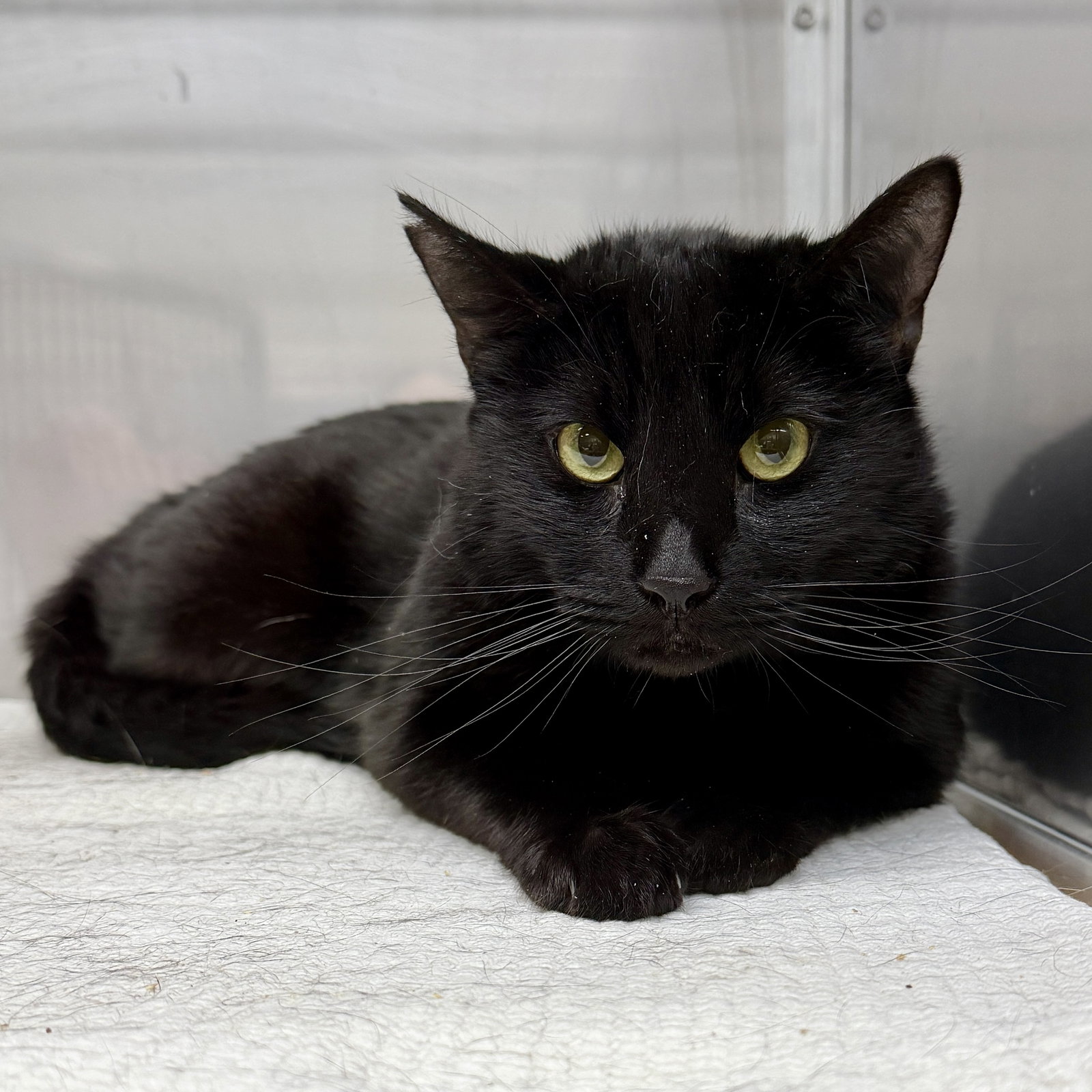 Bache (bonded w/Tabby) Image