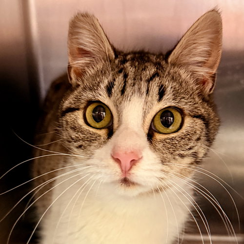 picture of the cat needing adoption